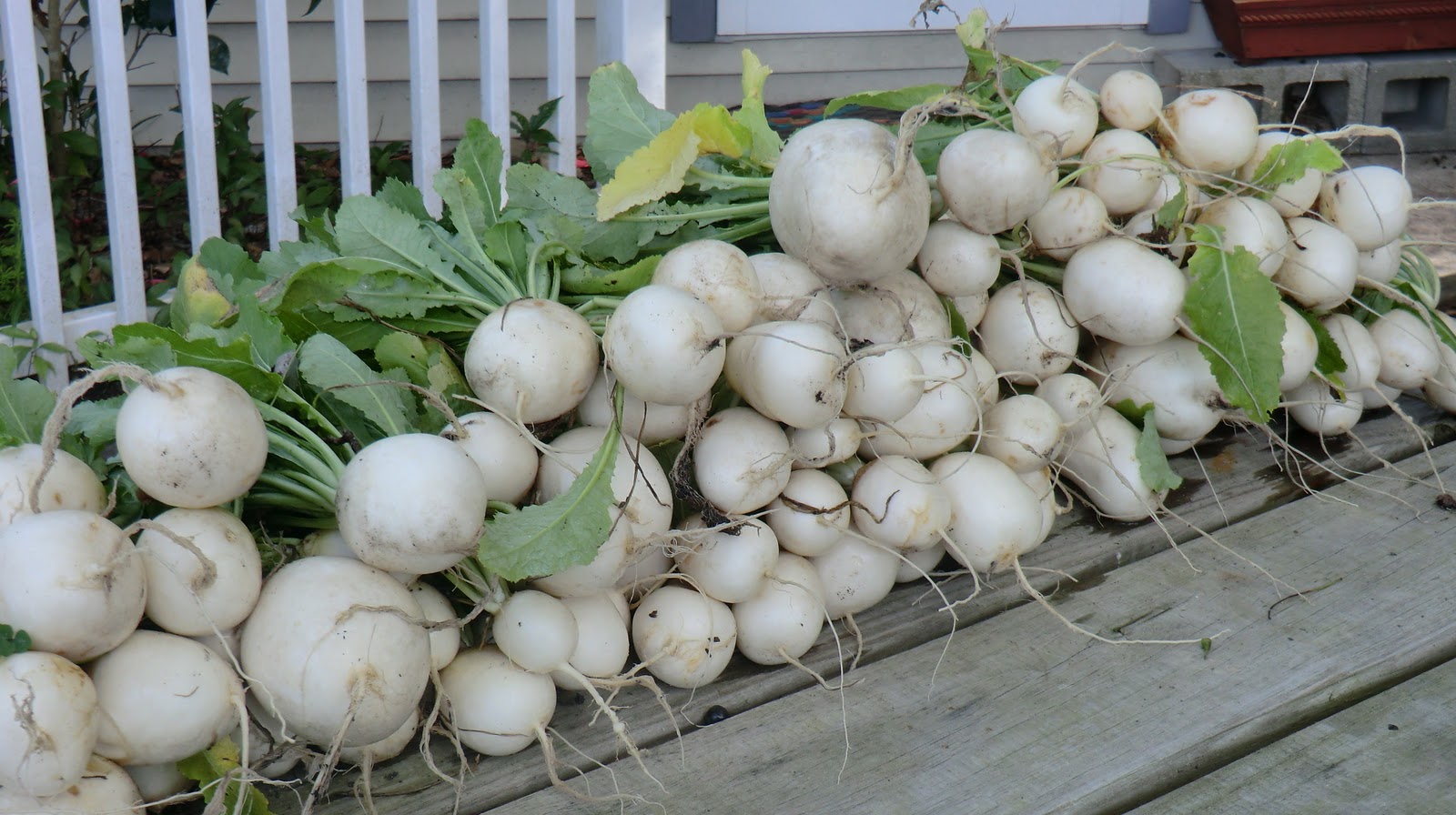 Florida Gardening Zone 9 Bumper Crop of Turnips!!!!