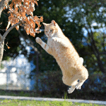 neko