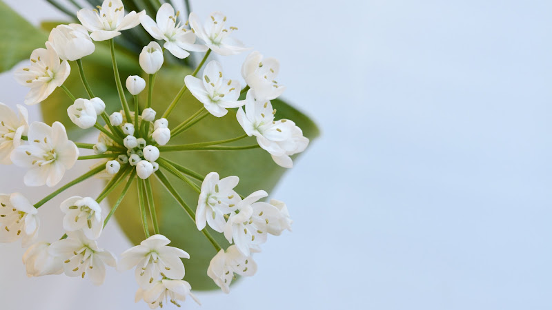 White Premium Flowers Image HD