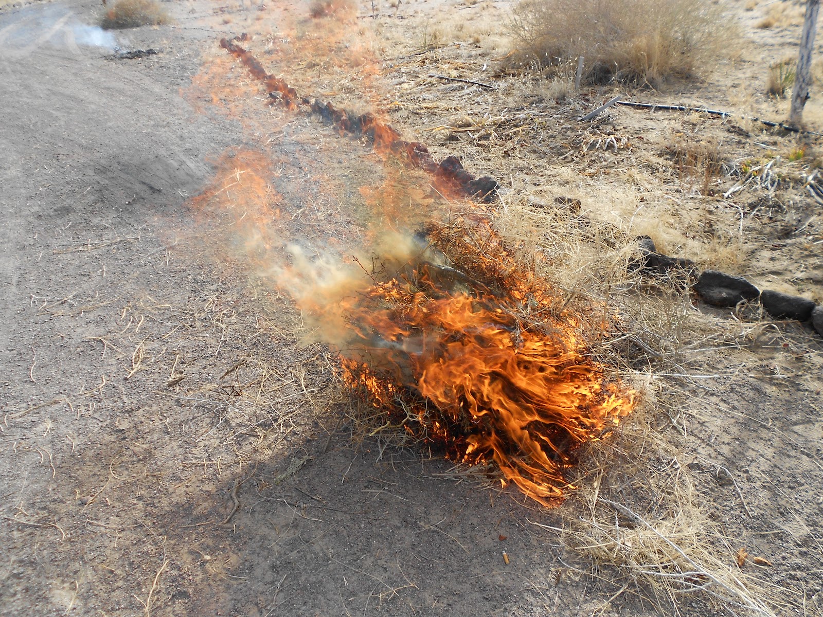 A Garden in the Sun Burning Brush Photo Opportunity!