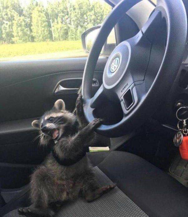 Funny animals of the week - 22 June 2018, funny animals, cute animal image, best photo of animals