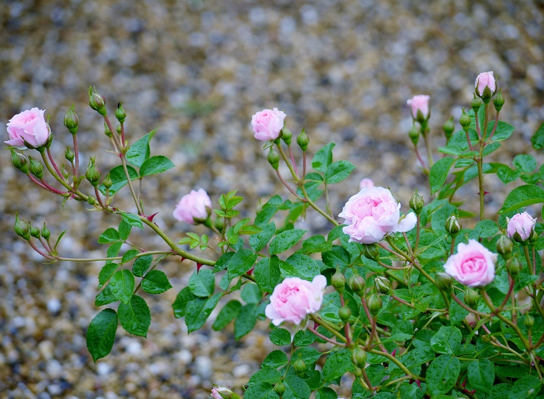 Stardust Talk When do roses bloom?