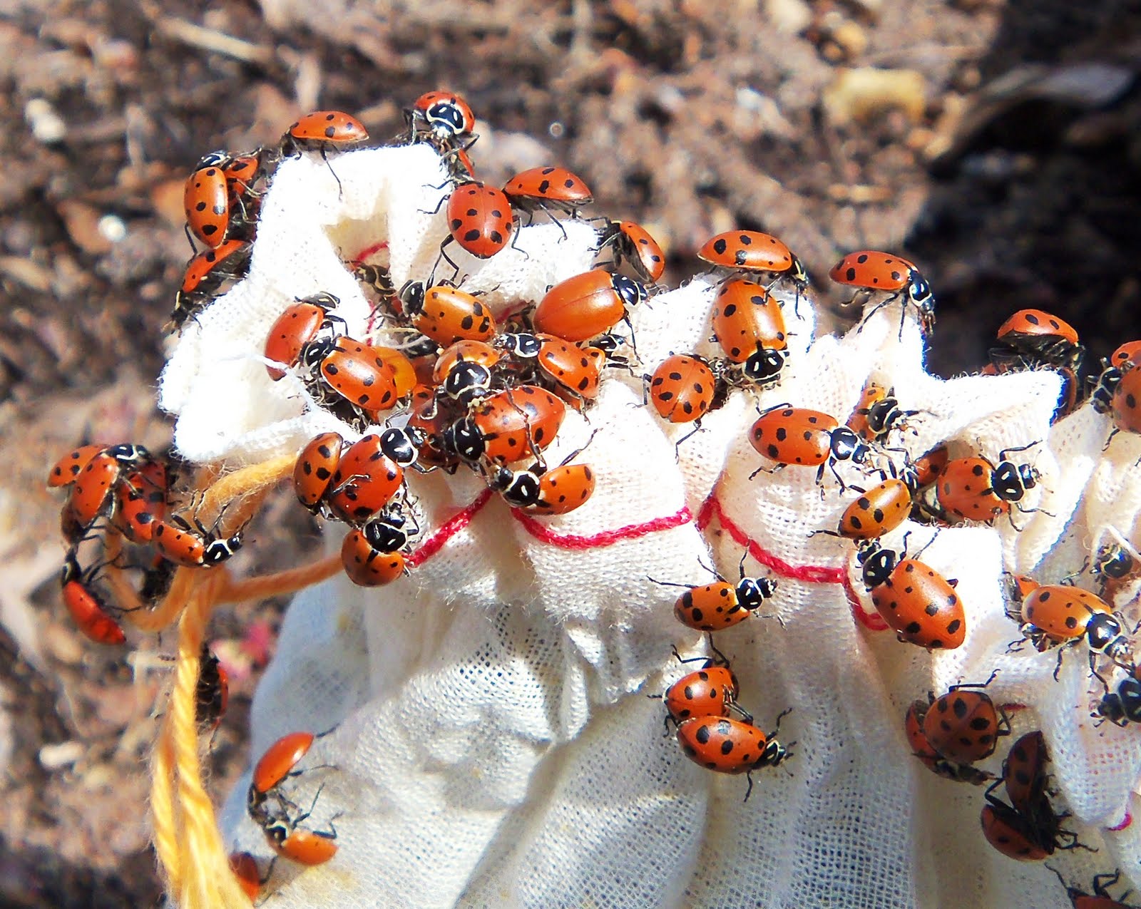 Nyack Backyard Ladybug Release