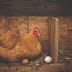 Keuntungan Bisnis Ternak Ayam Petelur Dan Cara Memulainya