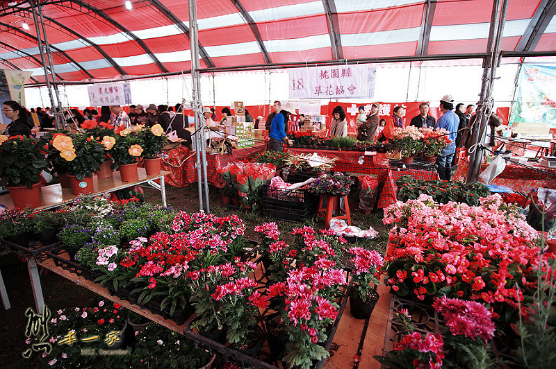 桃園農業改良場台北分場|佳園路農改場|北大特區樹林花海|行政院農業委員會桃園區農業改良場台北分場|三峽北大波斯菊花海|北大農改場|米漢堡、米餅DIY活動