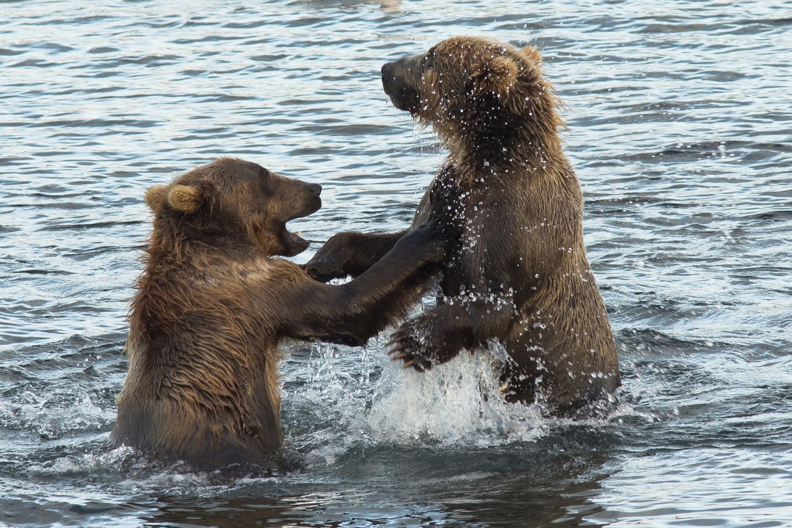 Picture of two young brown Kodiak bears playing. Picture of two young brown Kodiak bears playing.