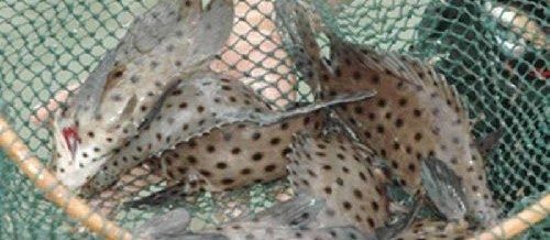 Teknik Pendederan Ikan Kerapu Agar Berhasil