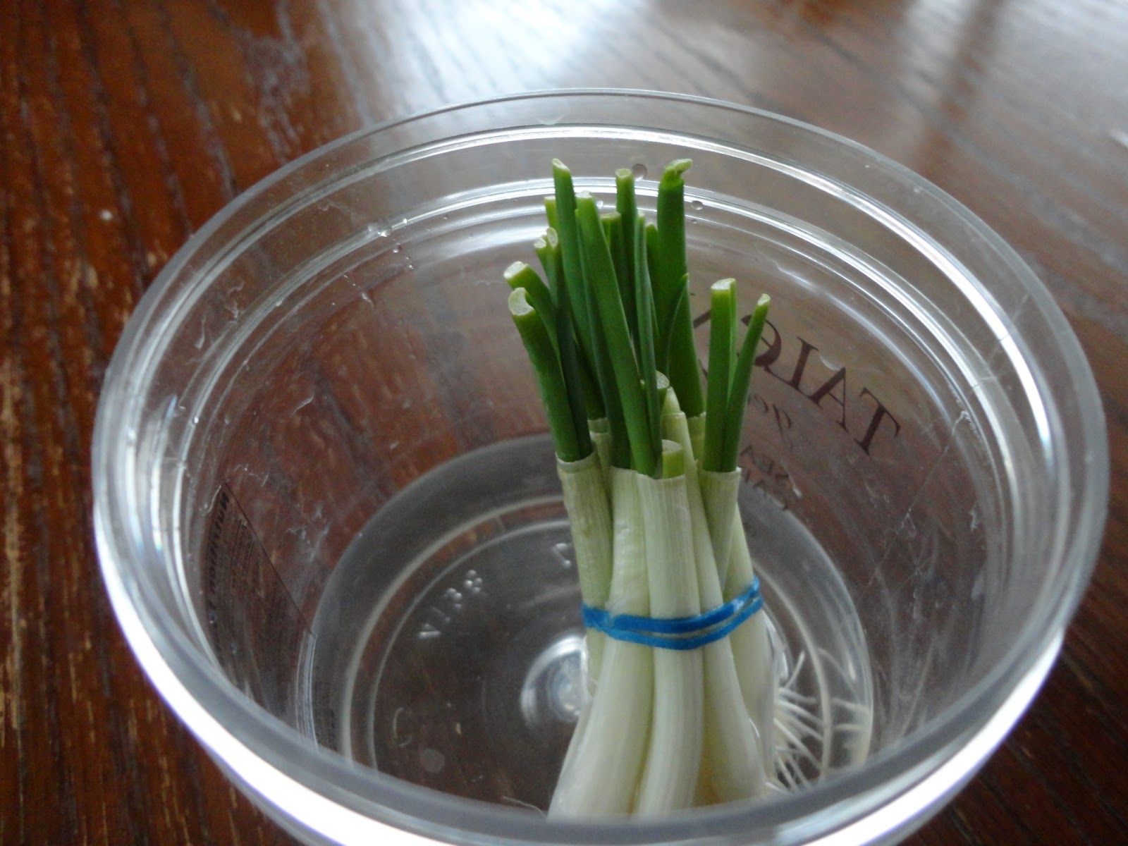 The Adventures of J and K Regrowing Green Onions