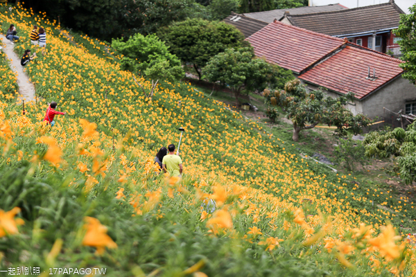 彰化花壇三級古蹟虎山巖(虎山岩)金針花海盛開,免費參觀拍美照 彰化花壇三級古蹟虎山巖(虎山岩)金針花海盛開,免費參觀拍美照