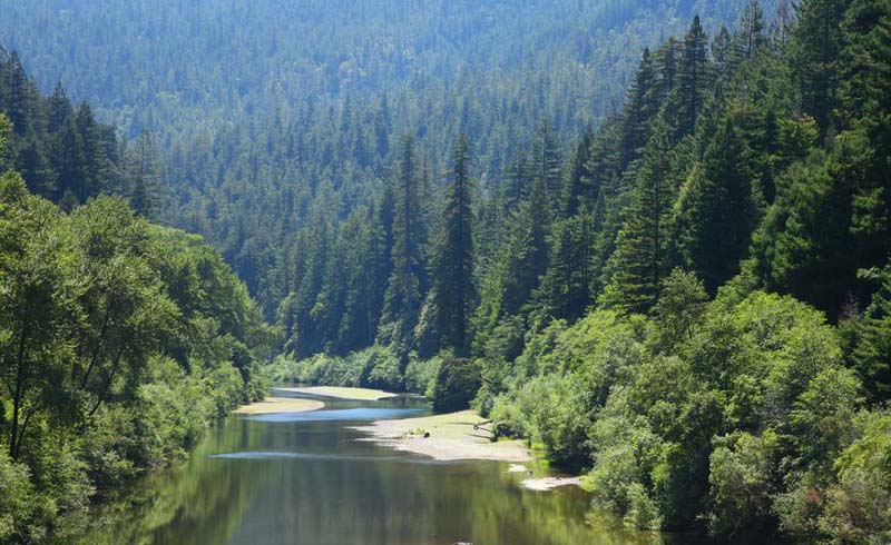 Eel River through old growth redwood forest