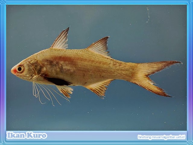 gambar ikan kuro