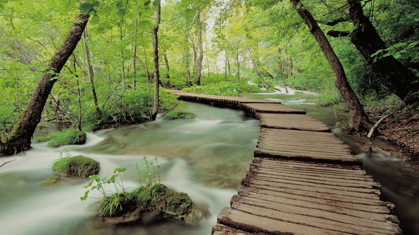 Forest Wallpapers Forest Wallpapers