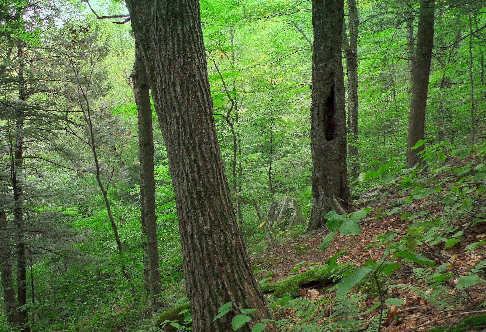 New England Forests New Film The Lost Forests of New England