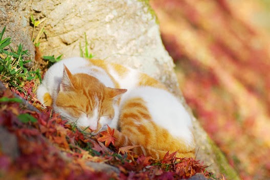 Koty najpiękniej mruczą jesienią...