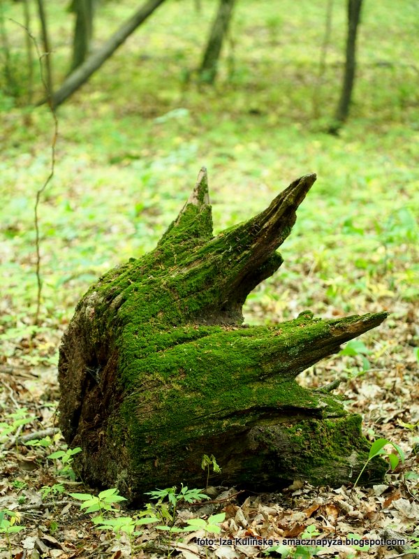 pieniek_jak_korona korona krola entow, entowie, pozostalosc, las, puszcza, rezerwat, drzewa