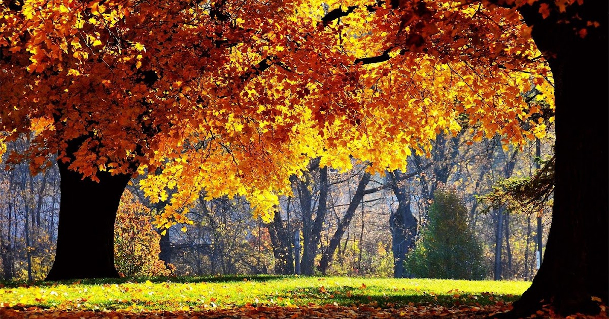 Cool HD Nature Desktop Wallpapers: HD Autumn Wallpapers|HD Wallpapers