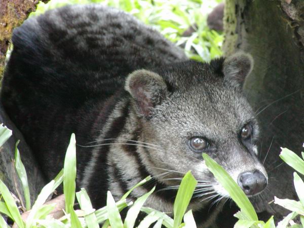 Cara Memelihara Musang Tenggalung Drh Fira Sovica