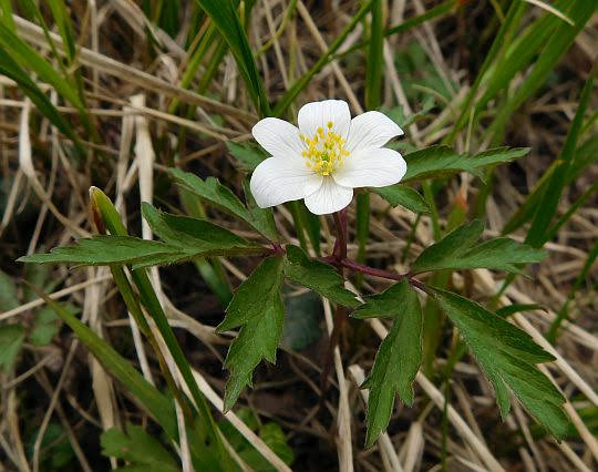 Zawilec gajowy (Anemone nemorosa L.). Zawilec gajowy (Anemone nemorosa L.).