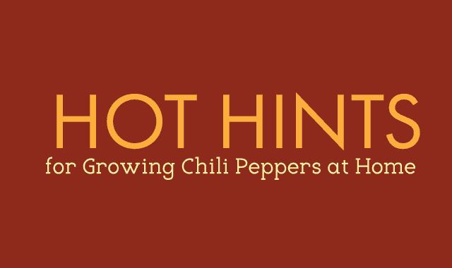 Hot Hints for Growing Chili Peppers at Home