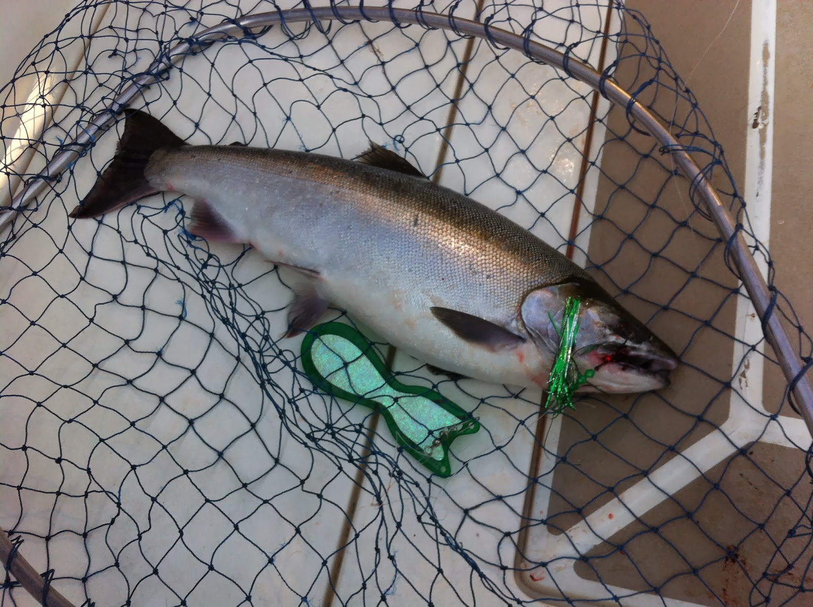 guide Lac Ontario saumon chinook . coho et truite steelhead