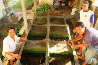 Frog Farming Business