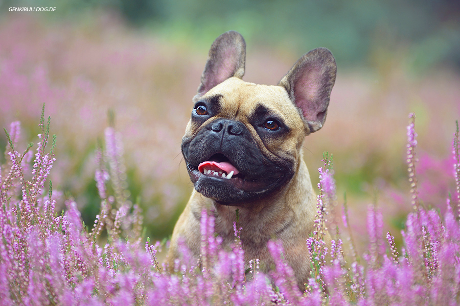Hundeblog Genki Bulldog - Heidekrautfotos Hundeblog Genki Bulldog - Heidekrautfotos