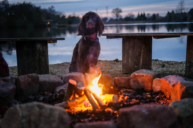 5 Reasons to Take Your Dog on Holiday this Winter