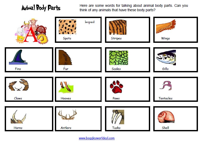 Your English Teacher Animal Body Parts