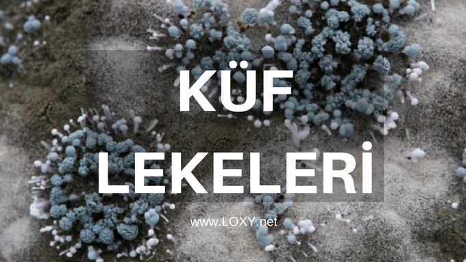 küf lekesi nasıl çıkar küf lekesi nasıl çıkar