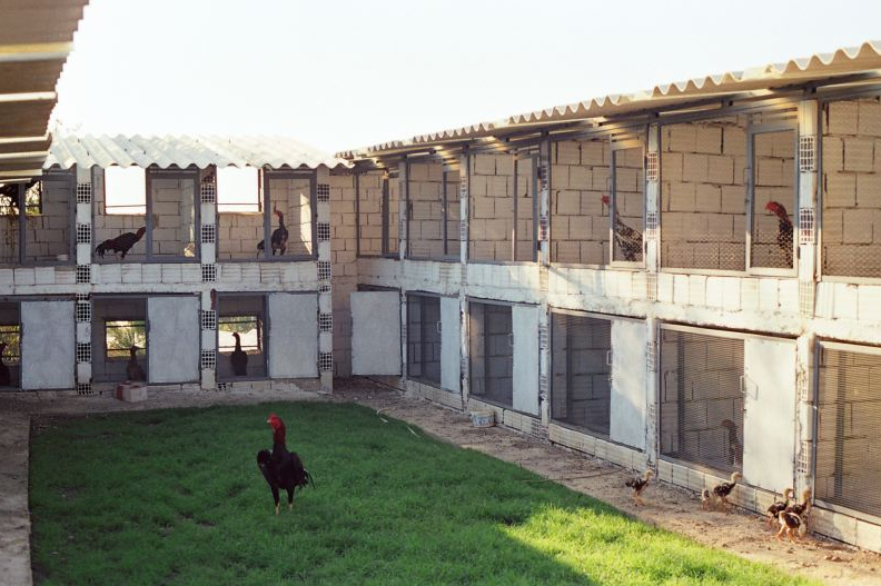 Contoh Kandang Ayam Bangkok Sederhana Plus Pembuatannya