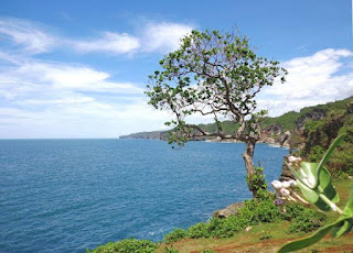 Pohon Abadi pantai Kesirat Gunungkidul Pohon Abadi Pantai Kesirat Gunungkidul