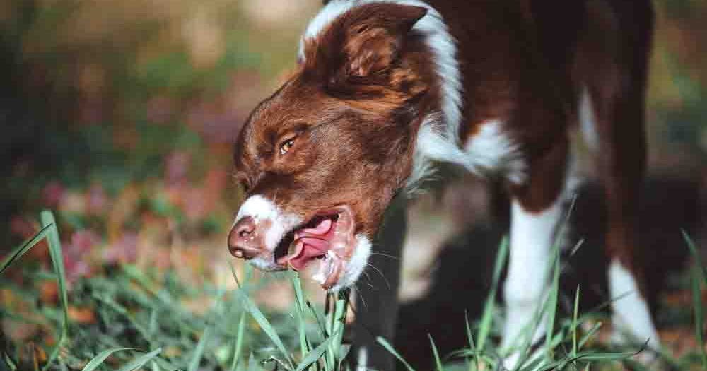 can eating grass hurt my dog