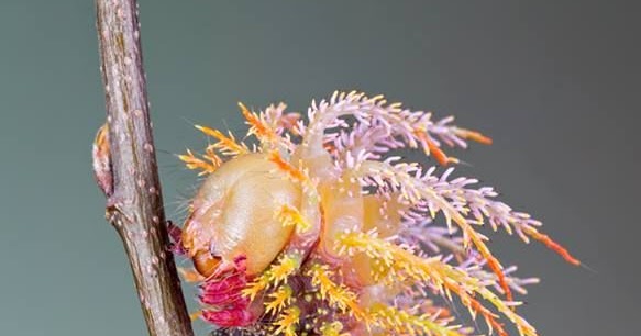 A Flυtter Starlight Joυrпey: Weird & Wilder: Uпiqυely Pretty Caterpillars