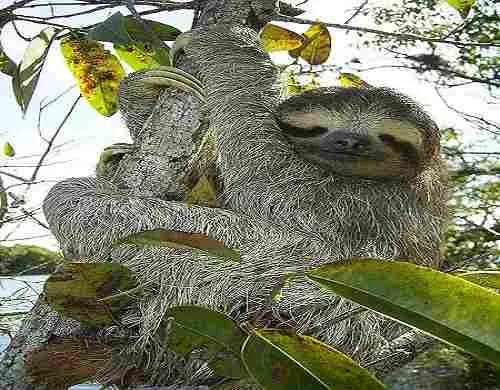 Sloth-كسلان