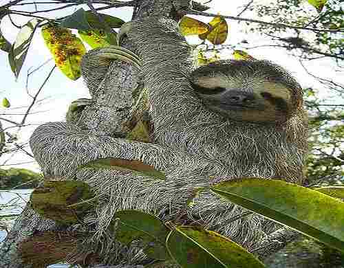Sloth-كسلان
