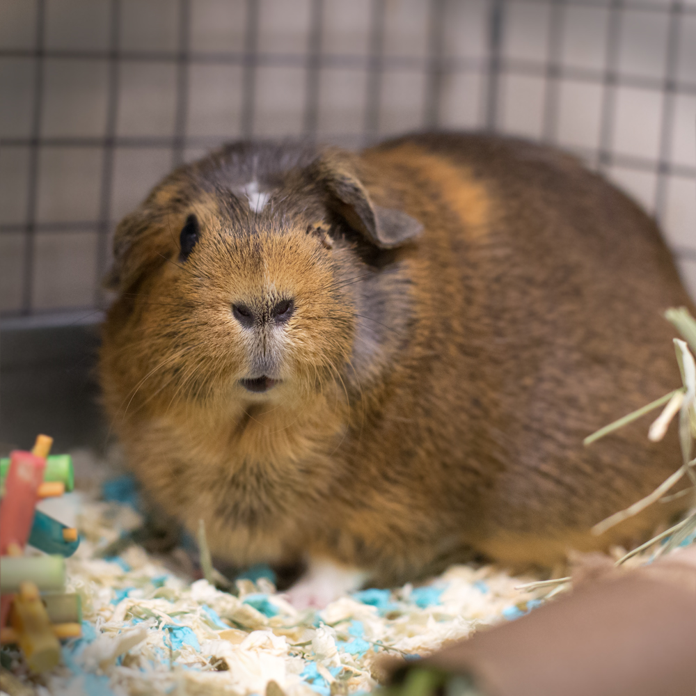 Shelter Dogs of Portland "HAZEL" guinea pig