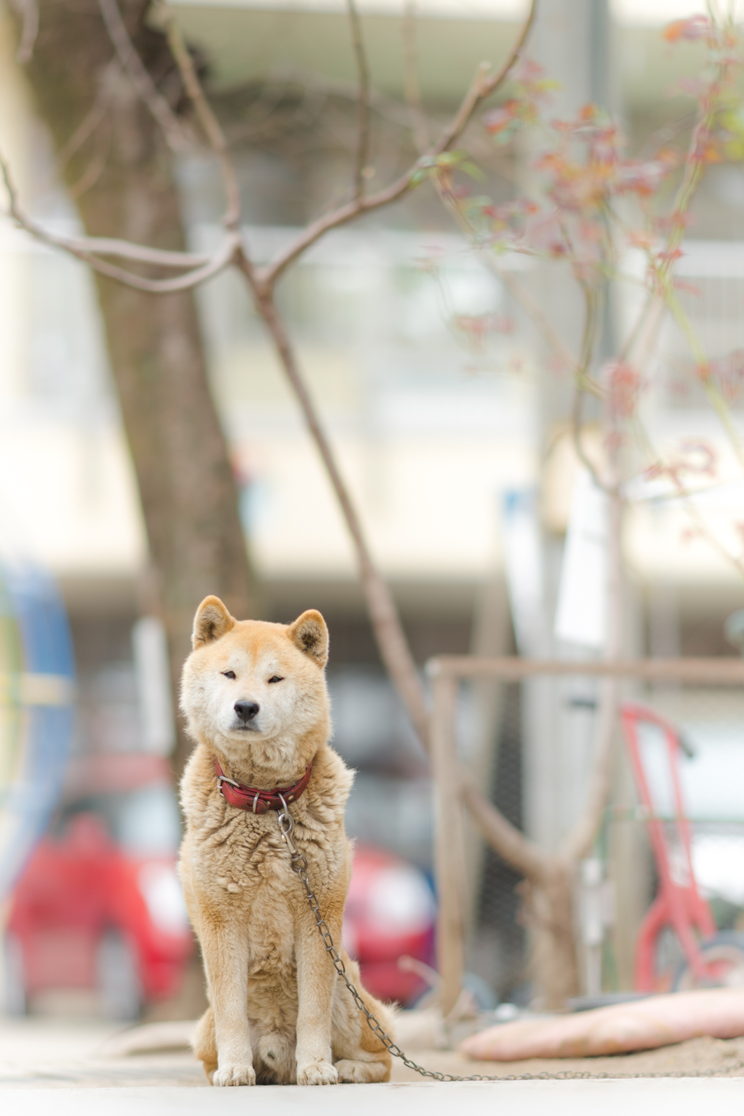 日本犬のスナップ写真