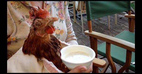 Eva the Rescue Chicken: The Power of Probiotics