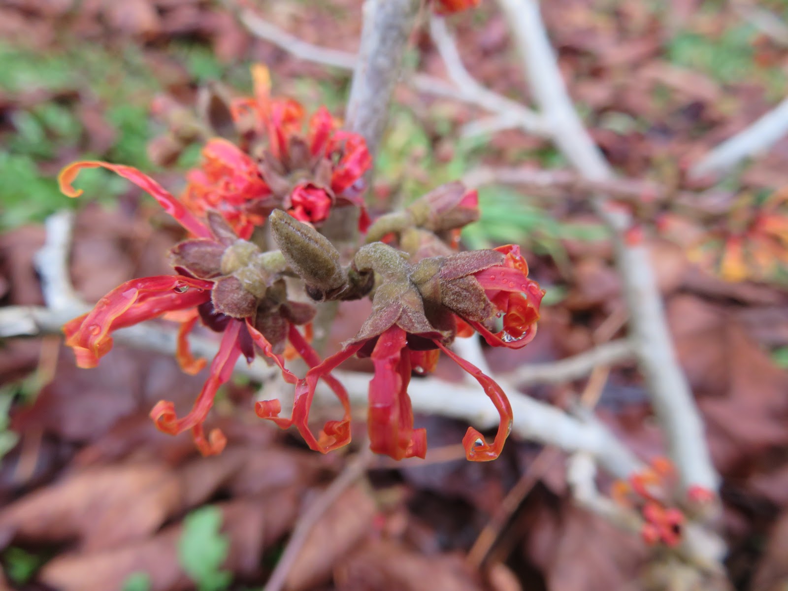Vegetal Art La Minute Jardin Sur France Bleu Berry Societe D