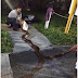 Residentes de Florida City Atrapan Serpiente Birmana 12 Pies
