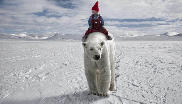 per breiehagen photos polar bear