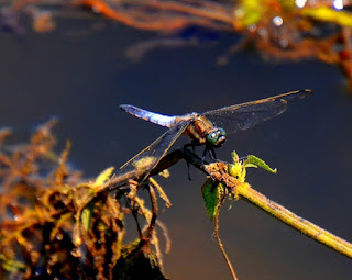 Libelle, Odonata, , Libellen, dragonfly, Libélula, libellule Insekten, insekte, insektet, intsektuak, insekti, Насекоми, insekter, insects, Putukad, Hyönteiset, insectes, έντομα, serangga, feithidí, skordýr, insetti, ensèk