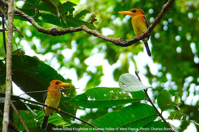 birding holiday in Indonesia Yellow-billed Kingfisher