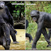 Chimpanzés, bonobos e humanos parecem compartilhar linguagem corporal, indicando uma provável herança evolucionária do ancestral em comum