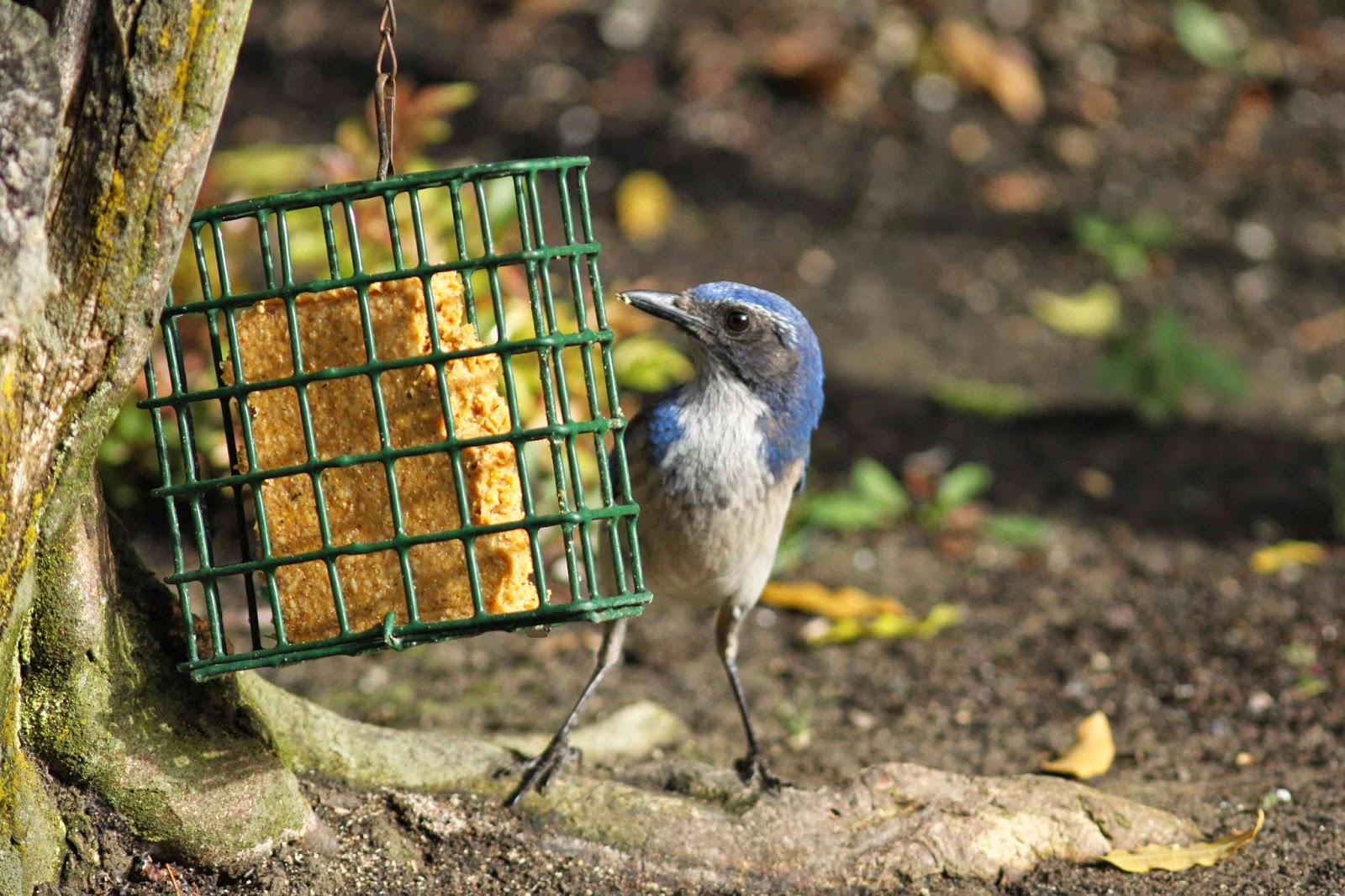 The Backyard Birder How birds stay warm in chilly weather