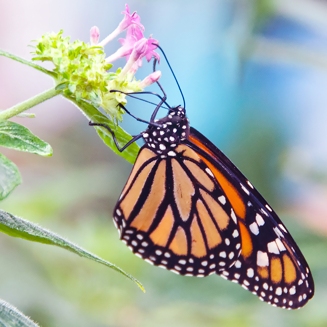 биосферный заповедник бабочки монарх мексика. бабочка монарх. данаида монарх куколка. Danaus plexippus. данаида монарх.