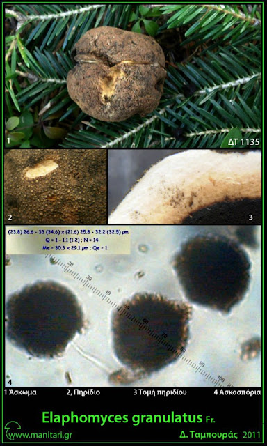 Elaphomyces granulatus Fr.