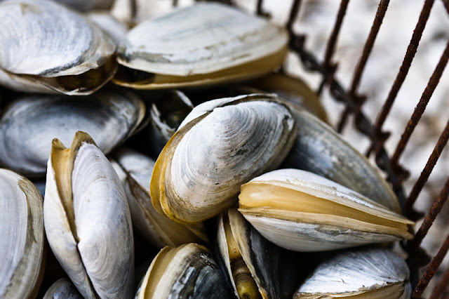 Fresh Clams Recipe: Fresh Clam
