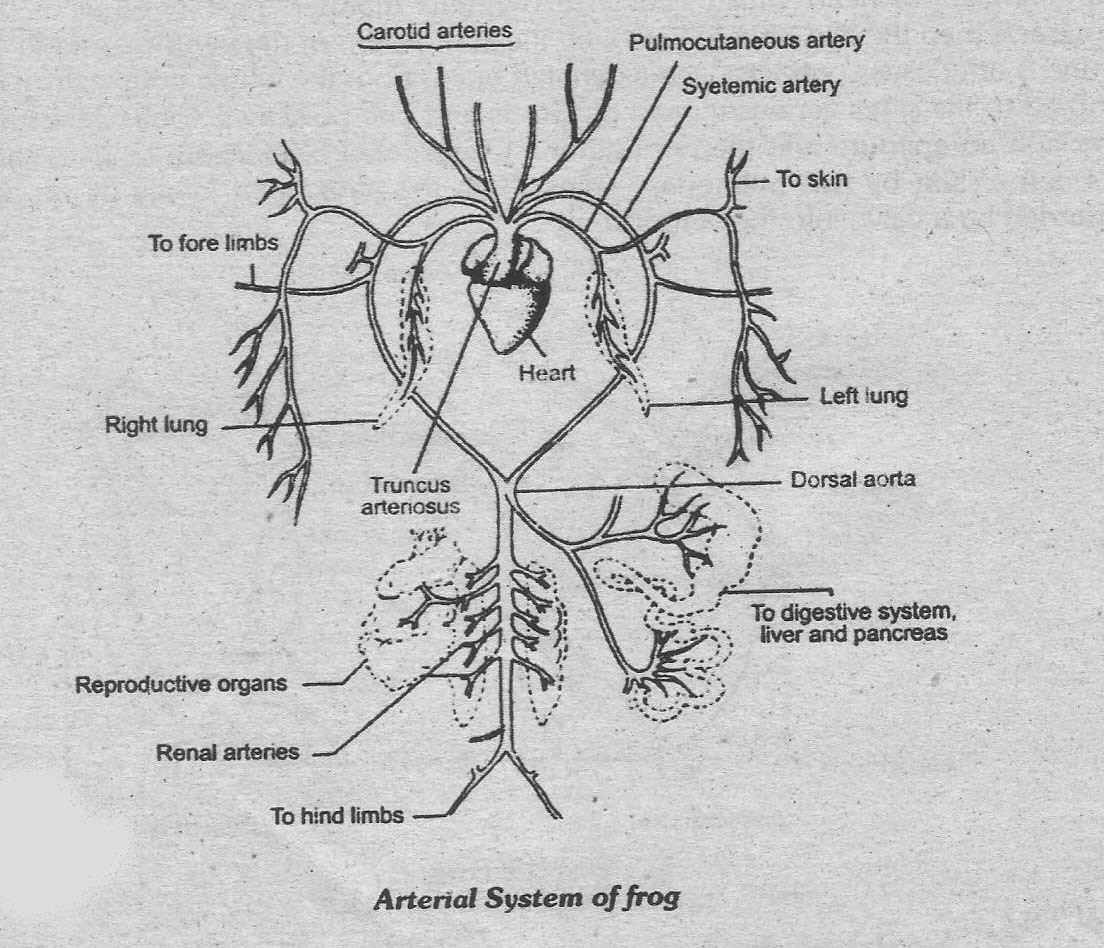 Notes Guide Book: Write a note on the arterial system of frog.