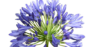 Agapanto Blanco Png - The Studio Apartments